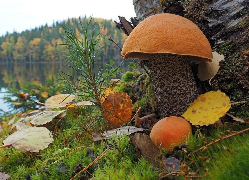 фото превью