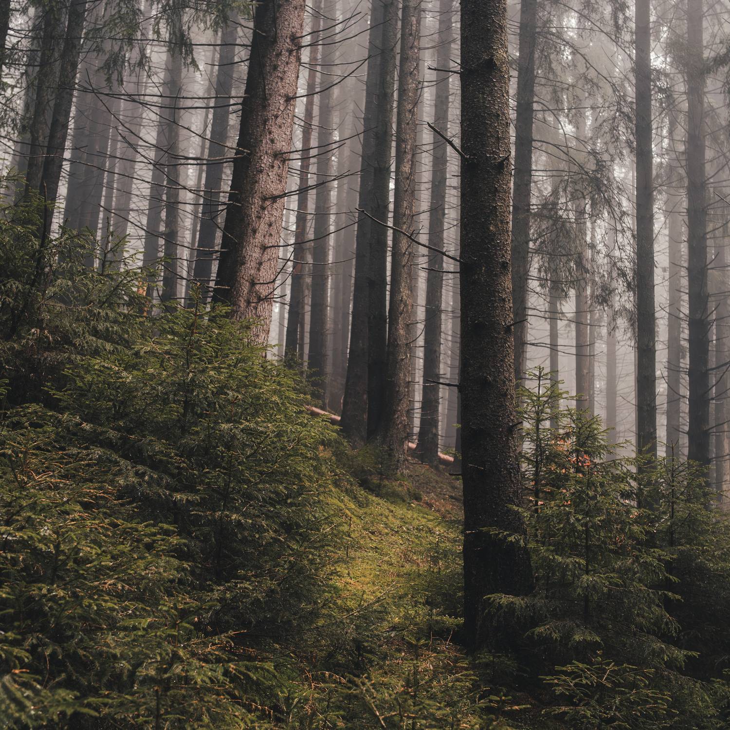 хвойный лес, туман, туманное утро, природный пейзаж, лесная тропа, ель, атмосфера, природа, дымка, глубина леса, тишина, мистический лес, лесной пейзаж, mood, forest, fog, mist, Сухенко Олег