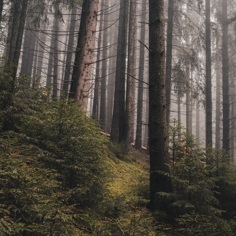 хвойный лес, туман, туманное утро, природный пейзаж, лесная тропа, ель, атмосфера, природа, дымка, глубина леса, тишина, мистический лес, лесной пейзаж, mood, forest, fog, mist Тропа в туманном лесу фото превью