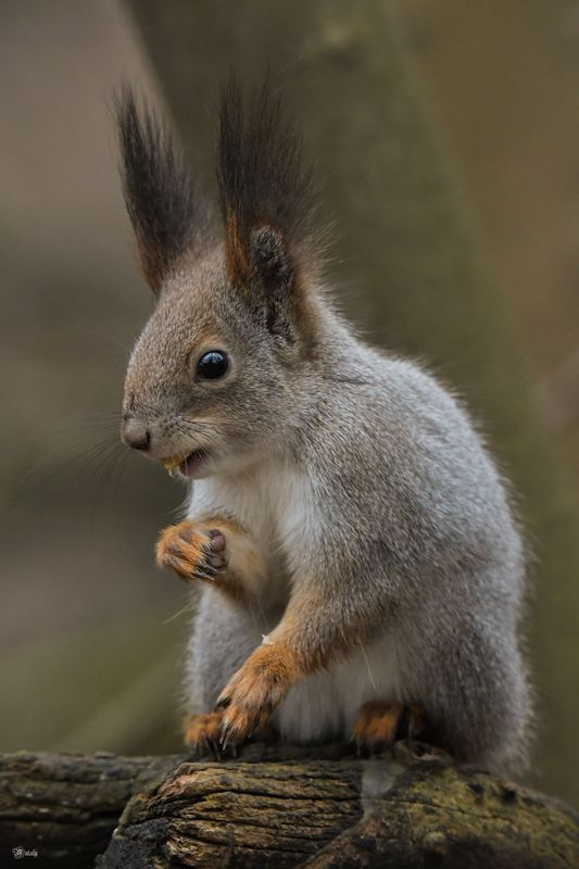Белочка) фото превью
