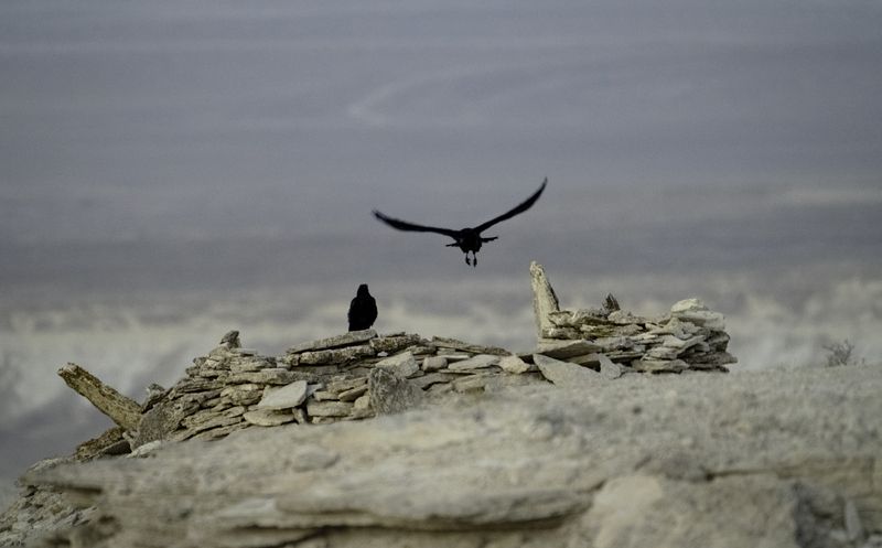 Казахстан, полуостров Мангышлак, Мангыстау, урочище Бозжыра, вороны Чёрные птицы Мангыстау фото превью