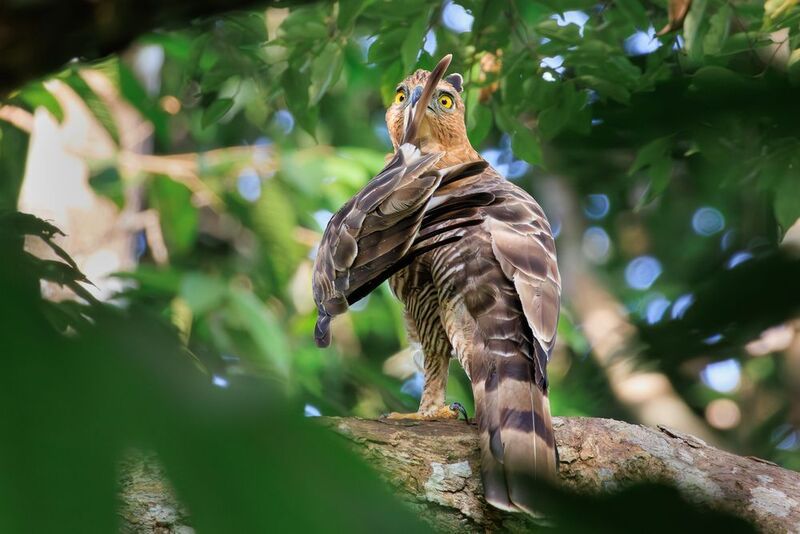 птицы, фотоохота, джунглевый хохлатый орел, борнео Соблюдайте тишину! фото превью