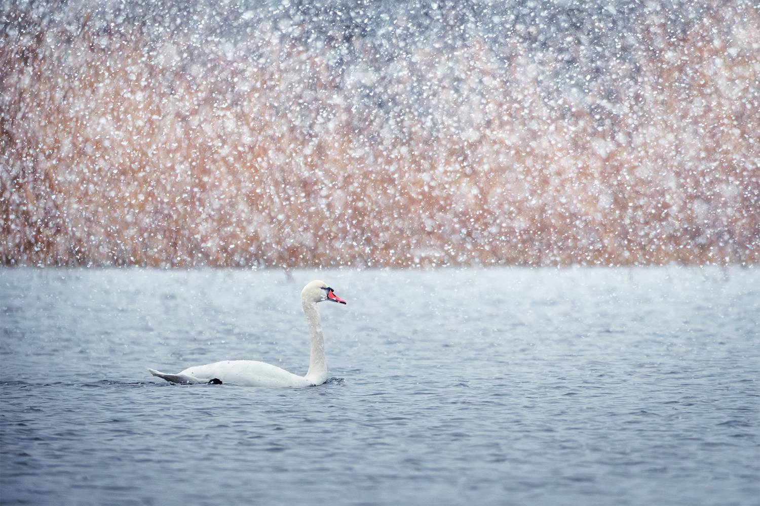 , Бодрягин Виталий