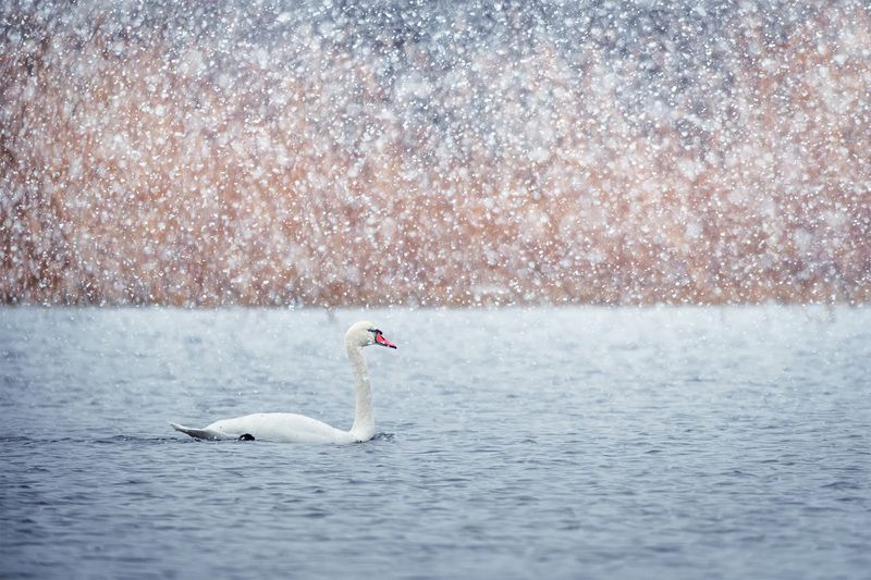 Пора улетать фото превью