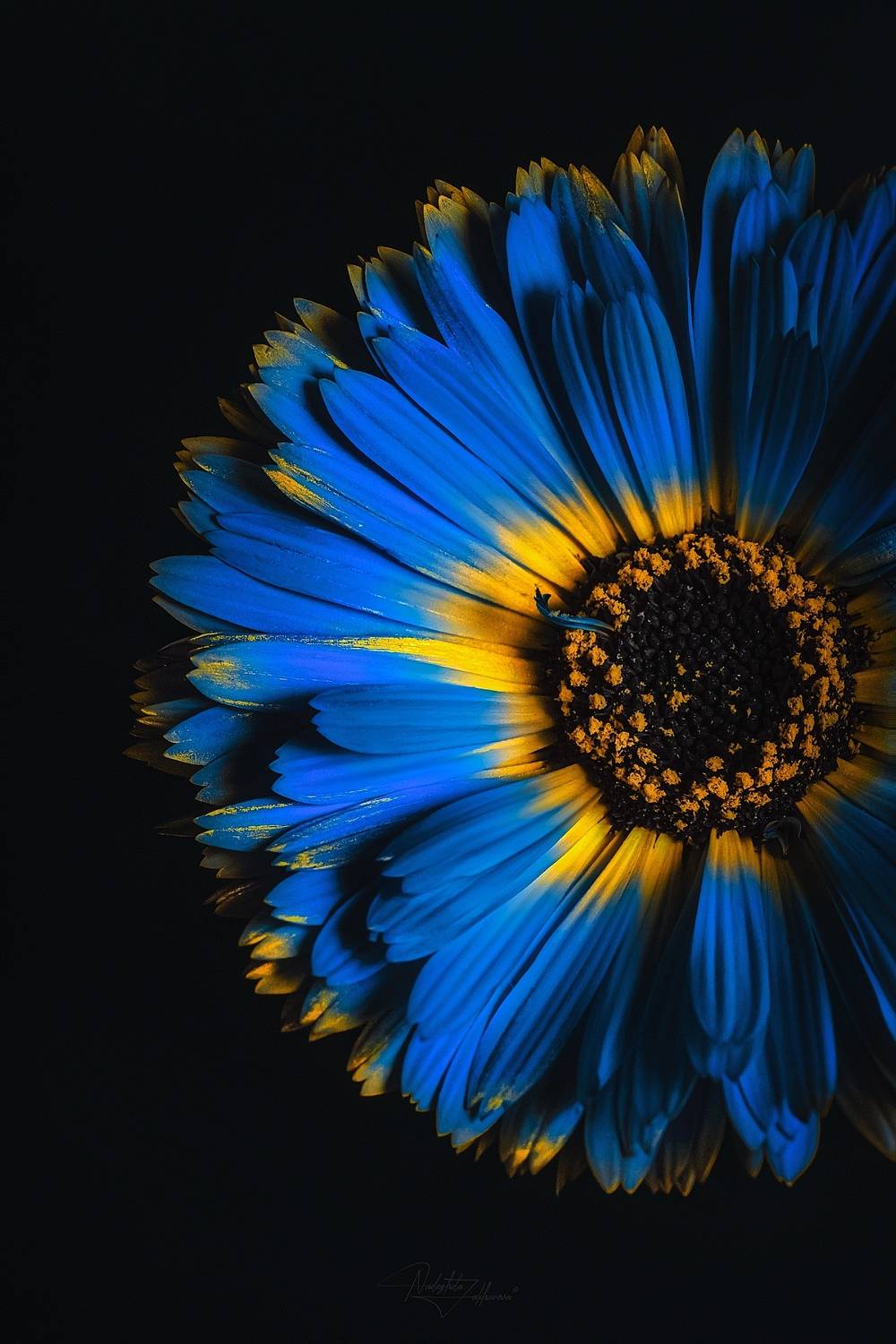 цветок, природа, голубой цветок, макро, макрофотография, арт фотография, красота, фотография, цветочная фотография, художественная фотография, Nadezhda Zakharova