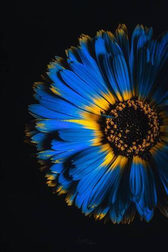 Цвет настроения синий