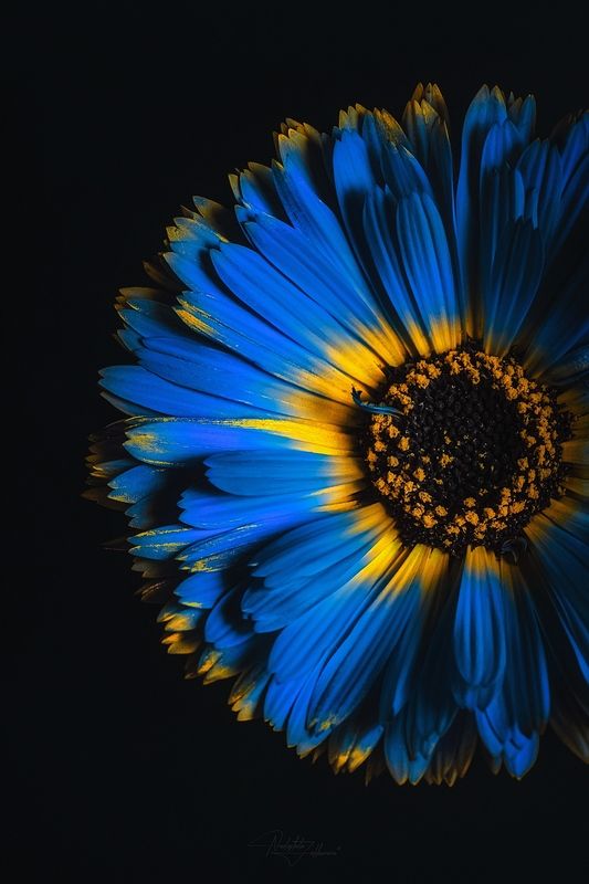 цветок, природа, голубой цветок, макро, макрофотография, арт фотография, красота, фотография, цветочная фотография, художественная фотография Цвет настроения синий фото превью