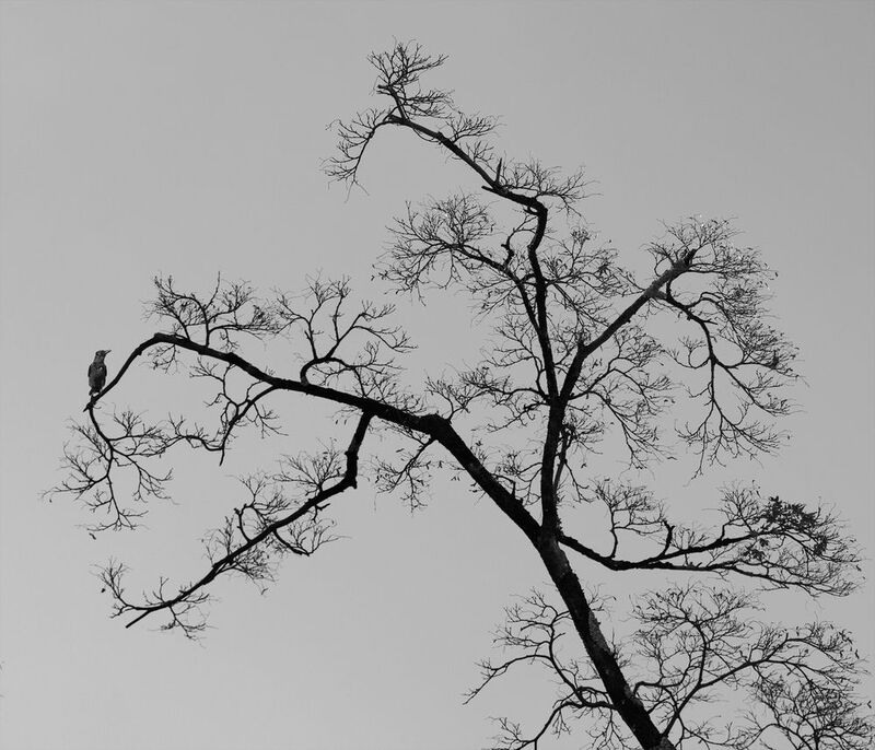 Имитация японских гравюр фото превью