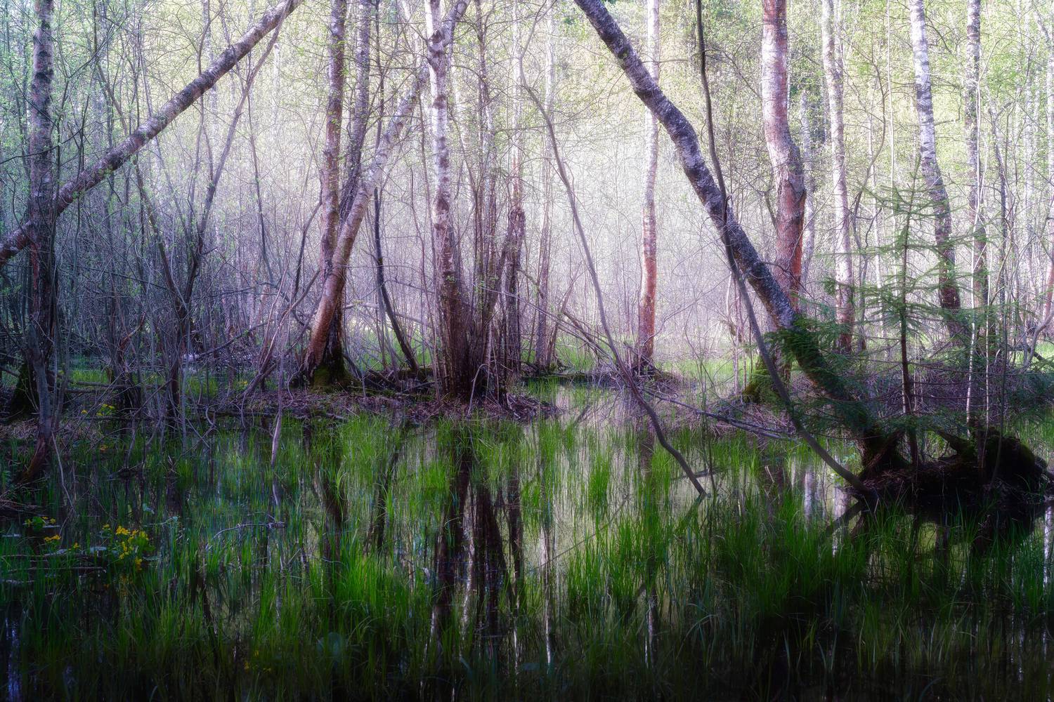 лес, деревья, листва, Валерий Вождаев
