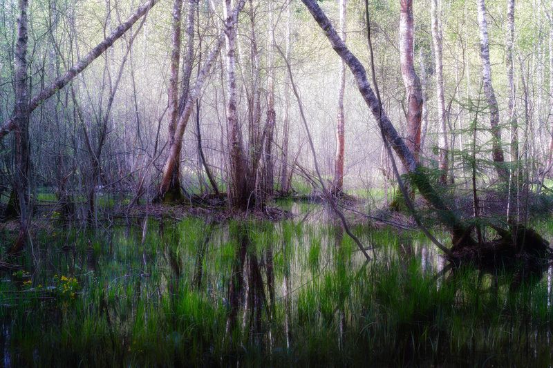 В весеннем лесу фото превью