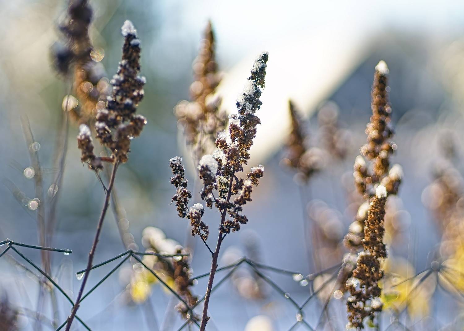 , Орлов Олег