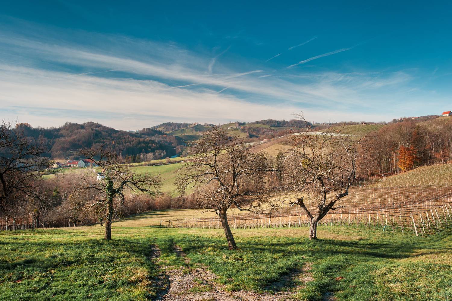 солнце небо горы деревья виноградник трава тропинка, Andrei