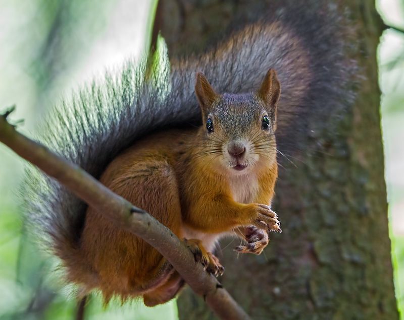 животные, белка Заинтересовалась... фото превью