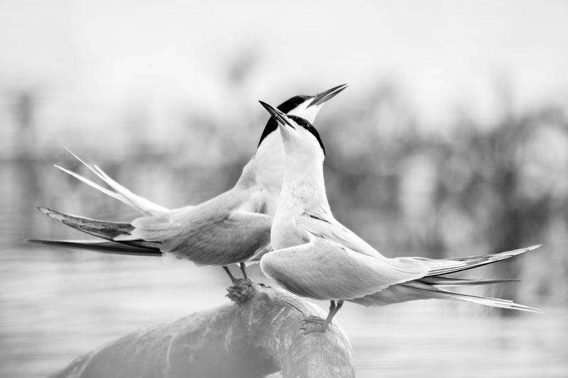 речная крачка, забота, подарок, брачные игры Двое фото превью