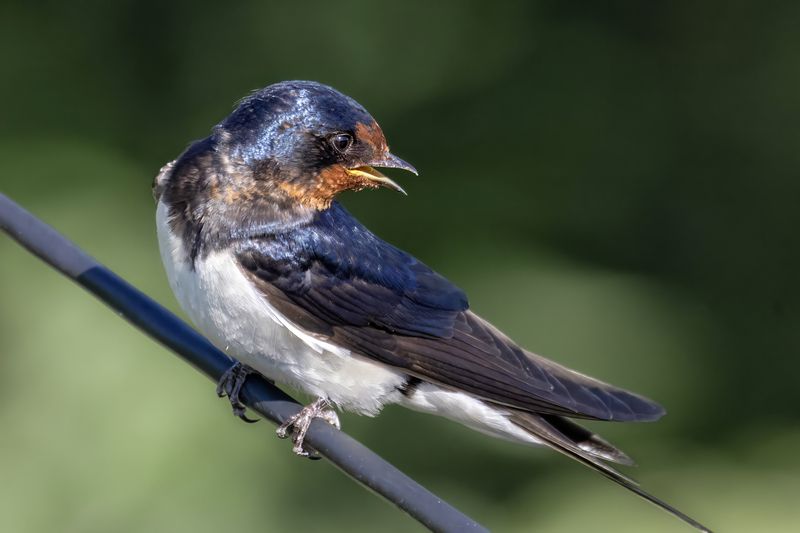 ласточка, птицы Деревенская ласточка фото превью