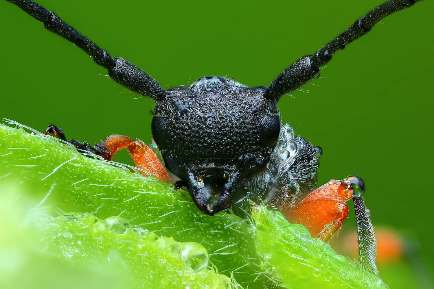 макро, природа, животное, растение, цвет, фото, зеленый, жук, трава, Шаповалов Андрей