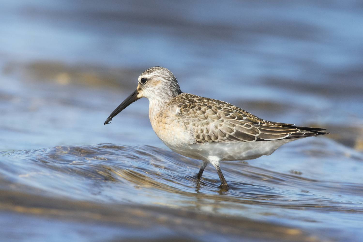 краснозобик, Curlew sandpiper, Calidris ferruginea, птица, дикая природа, shorebird, птицы России, birdwatching, nature, wildlife photography, close-up bird, Полина Шальнева