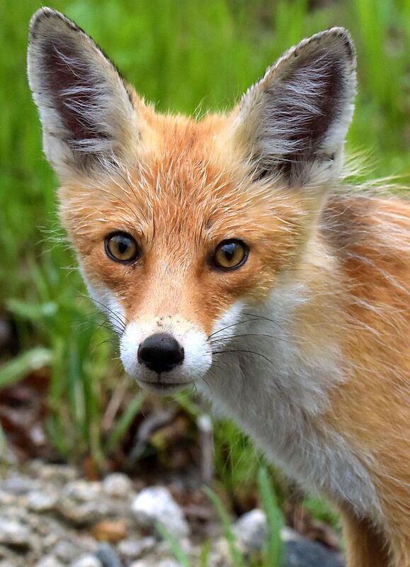 Нечаянная встреча фото превью