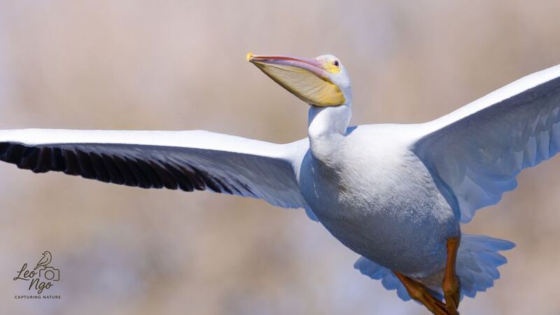 The Antonov of bird фото превью