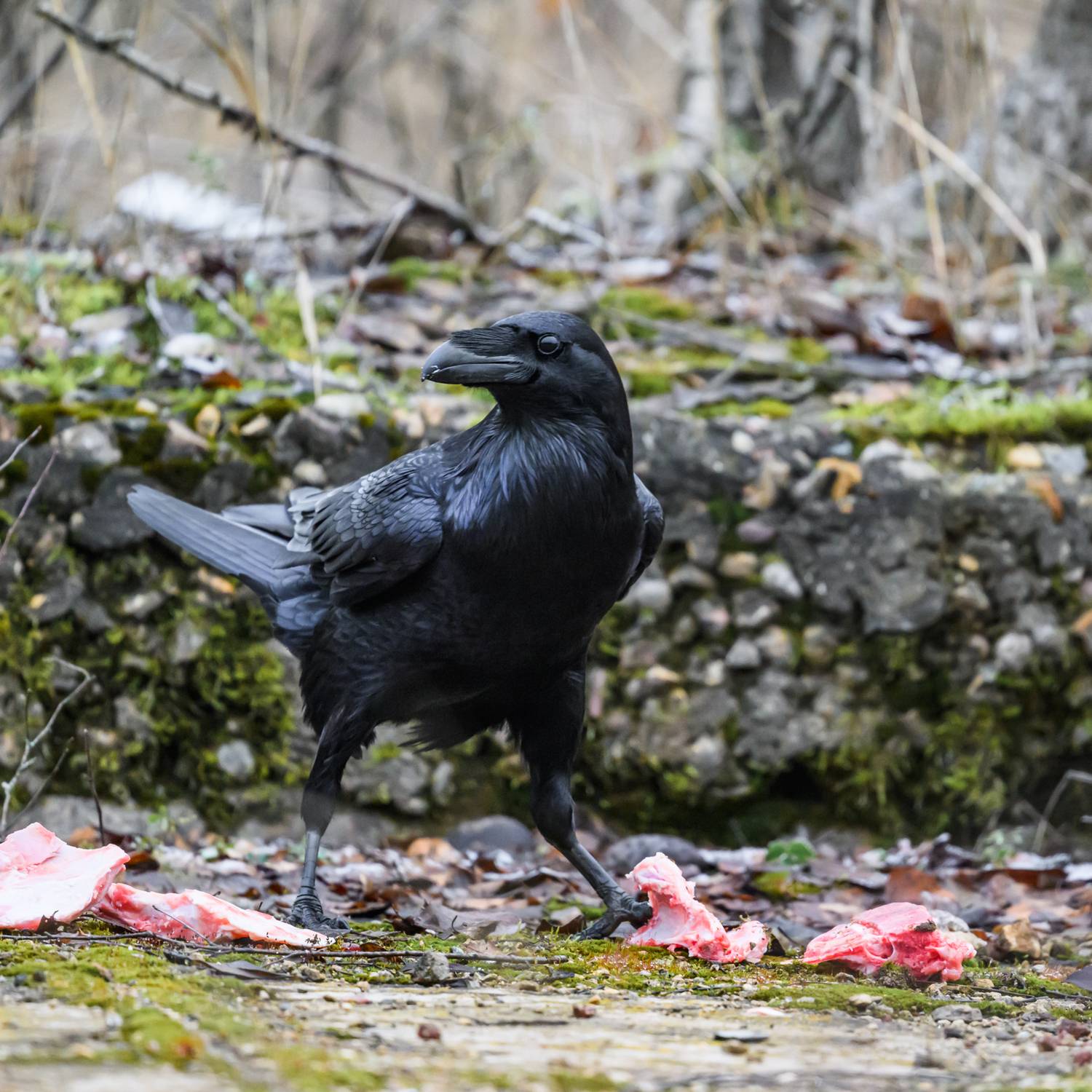 , Велин Александр