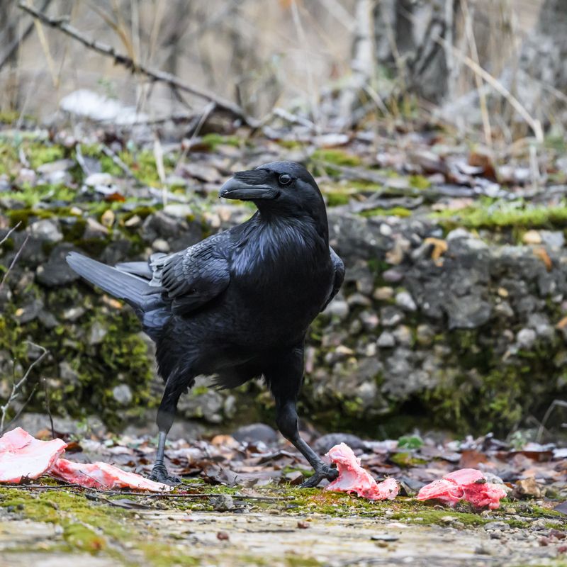 черный ворон фото превью