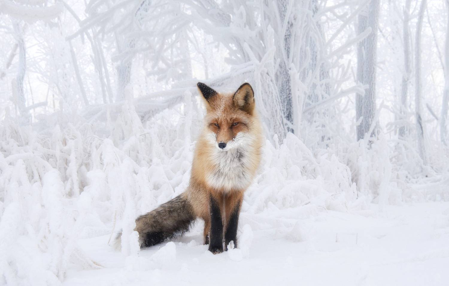лиса, зима, снег, сибирь, Марина Фомина