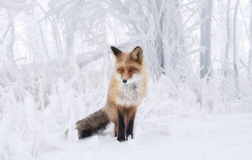 Лиса в снежной сказке