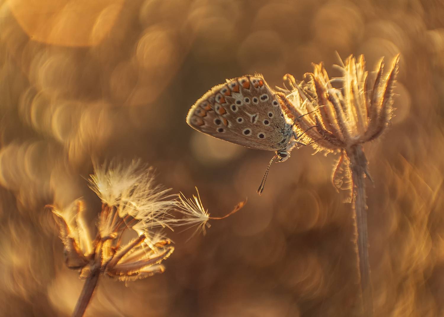 макро, бабочки, голубянка, гелиос, Рябов Игорь