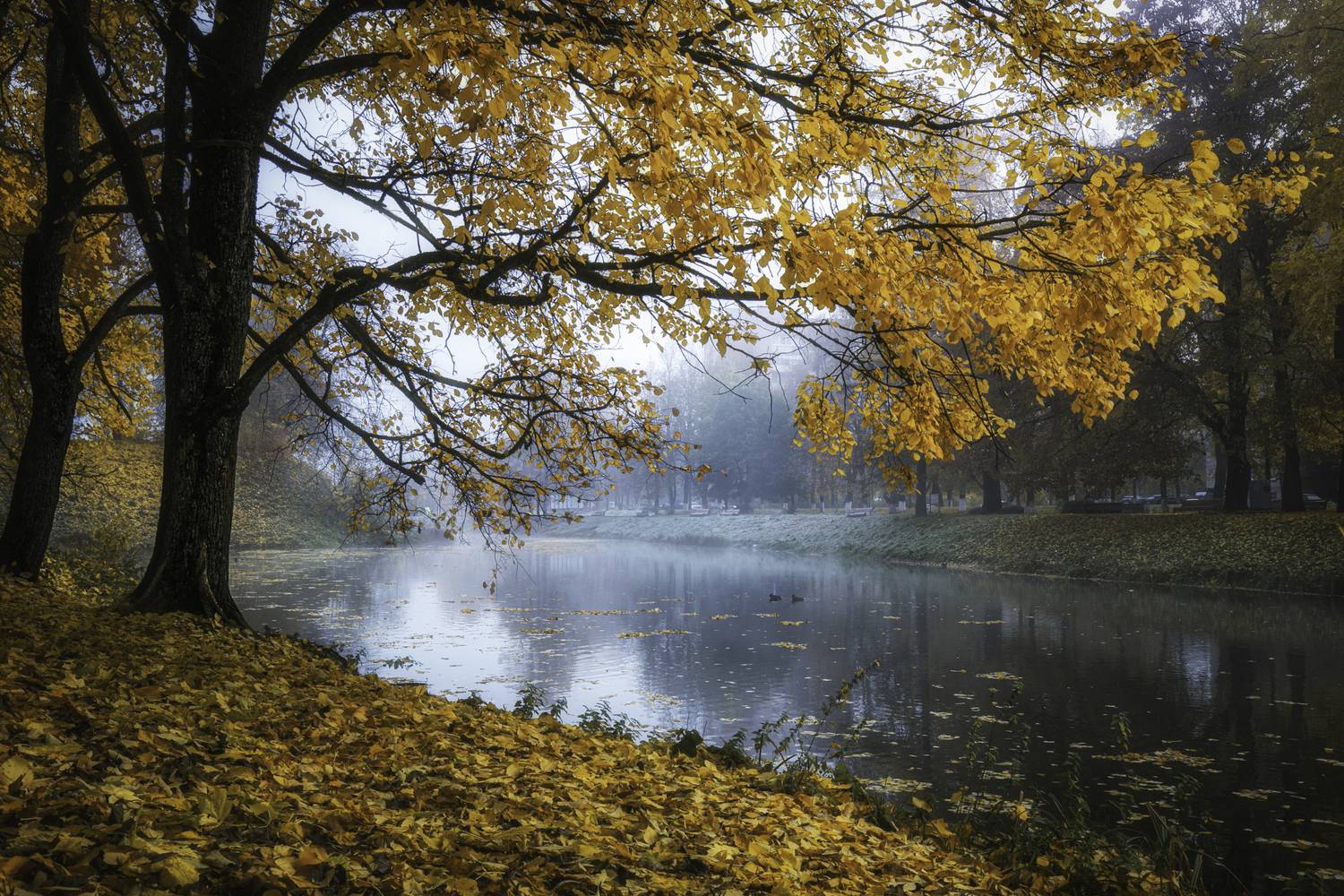 #пейзаж #осень #лес, Сёмин Илья