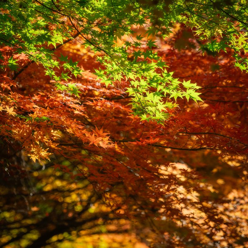 Colour splash фото превью