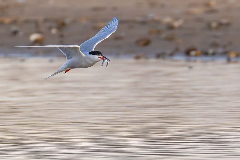 речная крачка, крачка, птицы, чайка Завидный жених фото превью