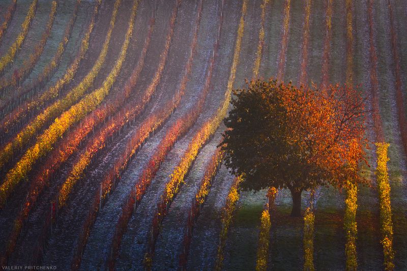 Утро в виноградниках фото превью