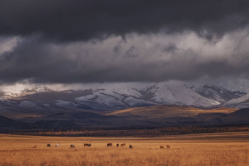 Курай перед снегопадом фото превью