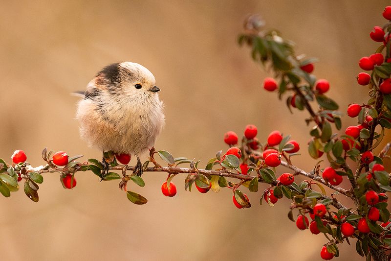 Long-tailed Ti фото превью