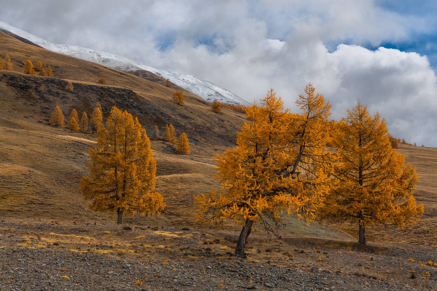 россия, горный алтай,осень, лиственницы, Андрей Поляков