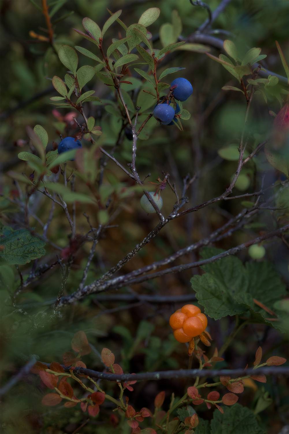 , Елена Михайлова