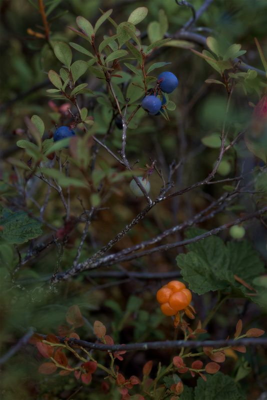 Вкусняшки фото превью