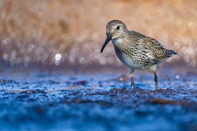 чернозобик, кулик, птицы Чернозобик фото превью
