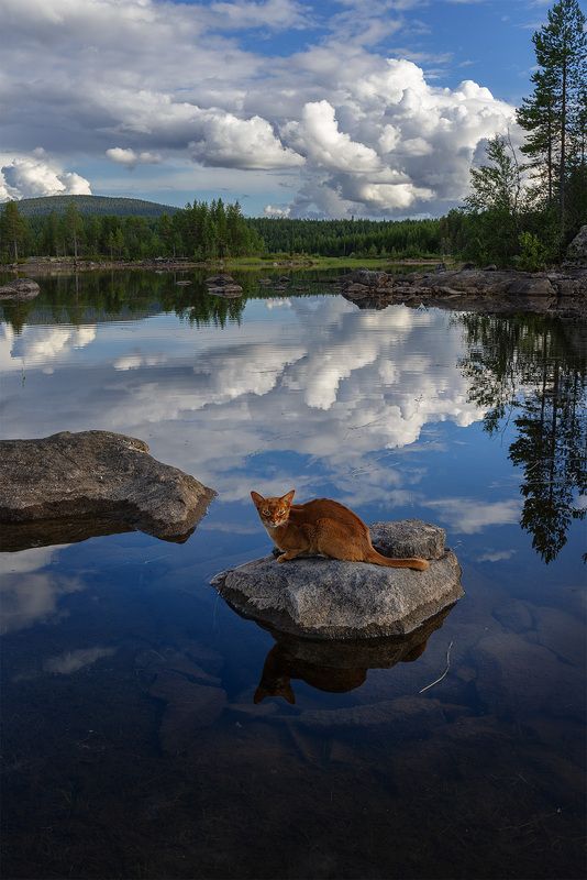 Домашнее животное в дикой природе фото превью