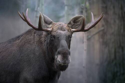 Портрет ноябрьского лося