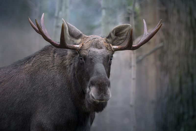 животные, лес, фотоохота, природа, Подмосковье, animals, wildlife, лось, осень, ноябрь, moose, elk Портрет ноябрьского лося фото превью