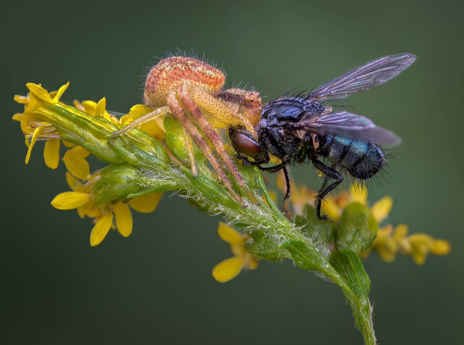 spider, crab spider, flower. bottle fly, insect, leaf, tiger fly, macro, bug, nature wild, robber fly, robber,, Atul Saluja
