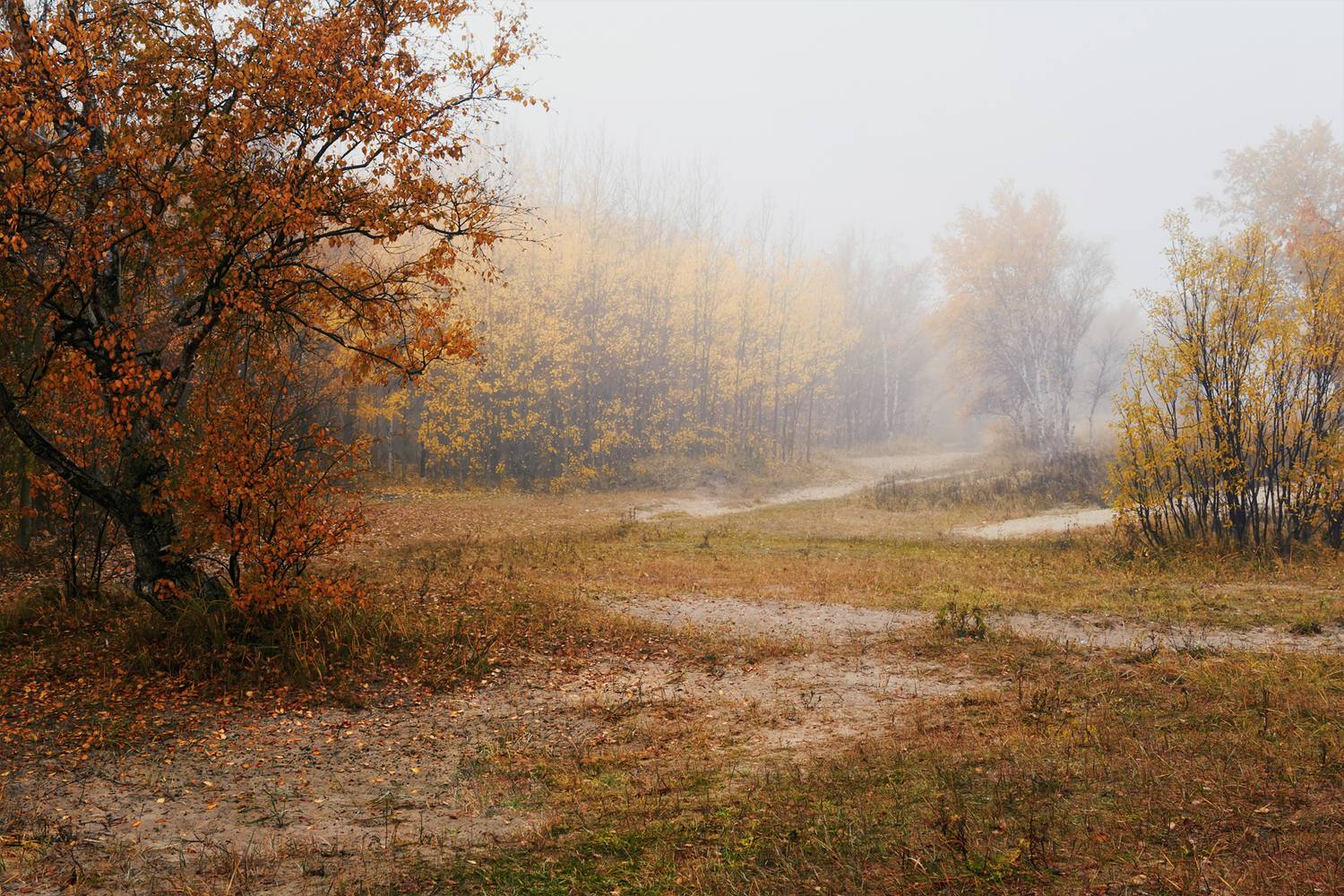 осень, сентябрь, туман, деревья, листья, заросли, кусты, трава, дорожки, песок, Вера Ра