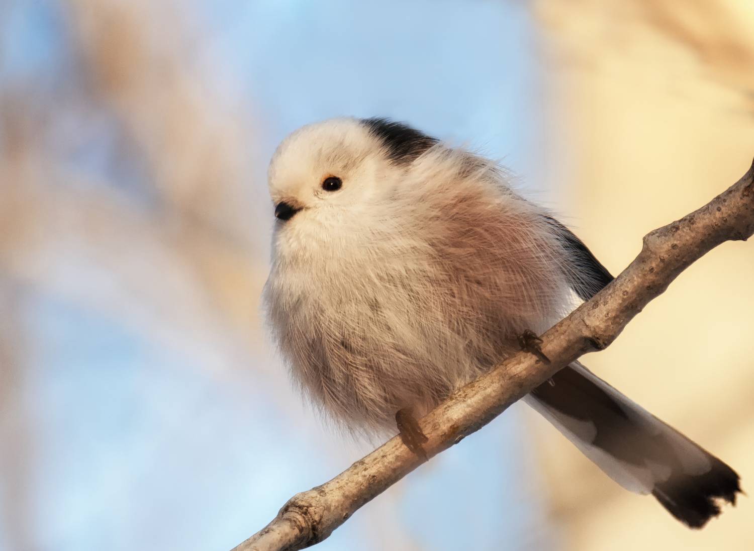 птица, ополовник, длиннохвостаясиница,, Мочалова Марина