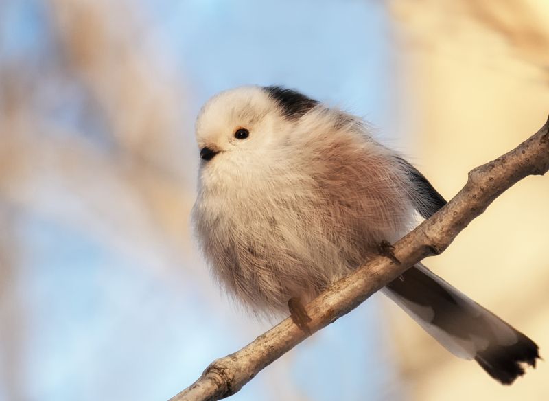 птица, ополовник, длиннохвостаясиница, Ополовник. фото превью