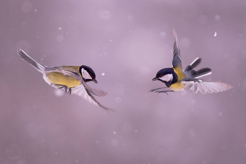 Большая синица - Lens and Feathers фото превью