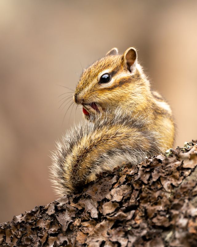бурундук, животные сибири, животные Чистюля фото превью