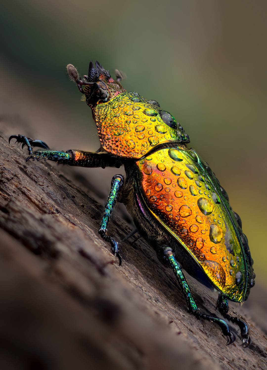 coleoptera, lucanidae, lamprima adolphinae, Kavaliauskas Eugenijus