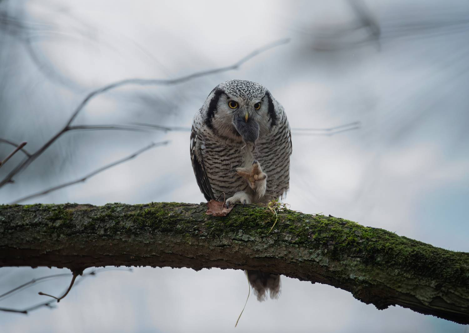 сова, ястребиная сова, хищник, жертва, охота, дикая жизнь, природа, hawk owl, owl, wildlife, birds, nature, хищник, northern hawk-owl,, Дмитрий Федорако