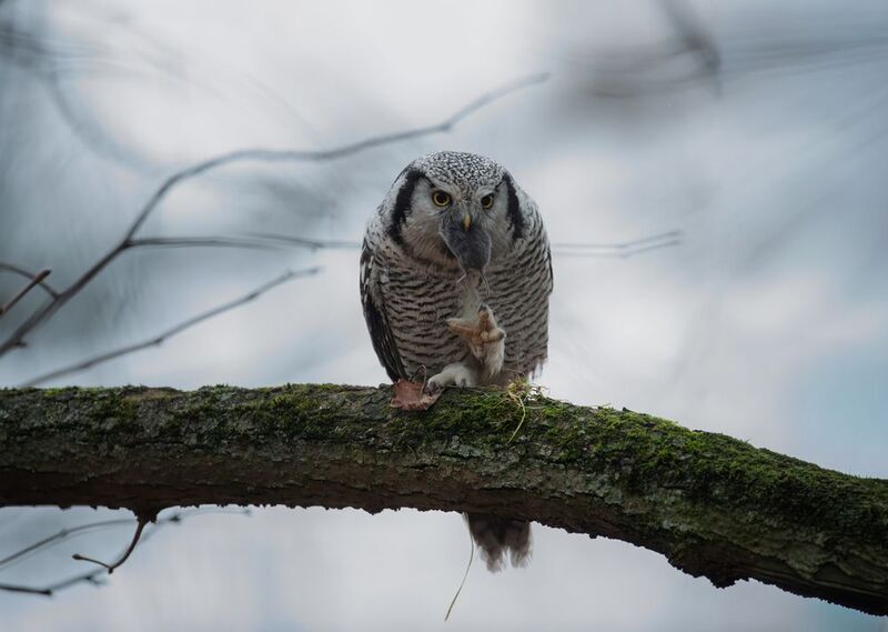 сова, ястребиная сова, хищник, жертва, охота, дикая жизнь, природа, hawk owl, owl, wildlife, birds, nature, хищник, northern hawk-owl, Питательное лакомство // A nutritious treat фото превью